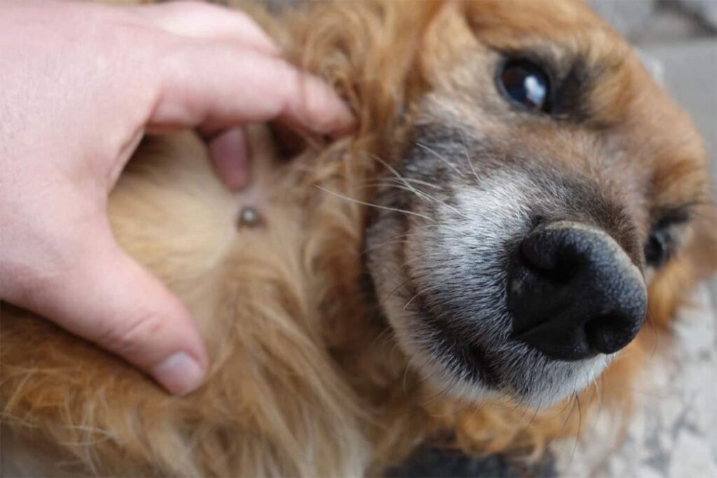 doença do carrapato em cachorro