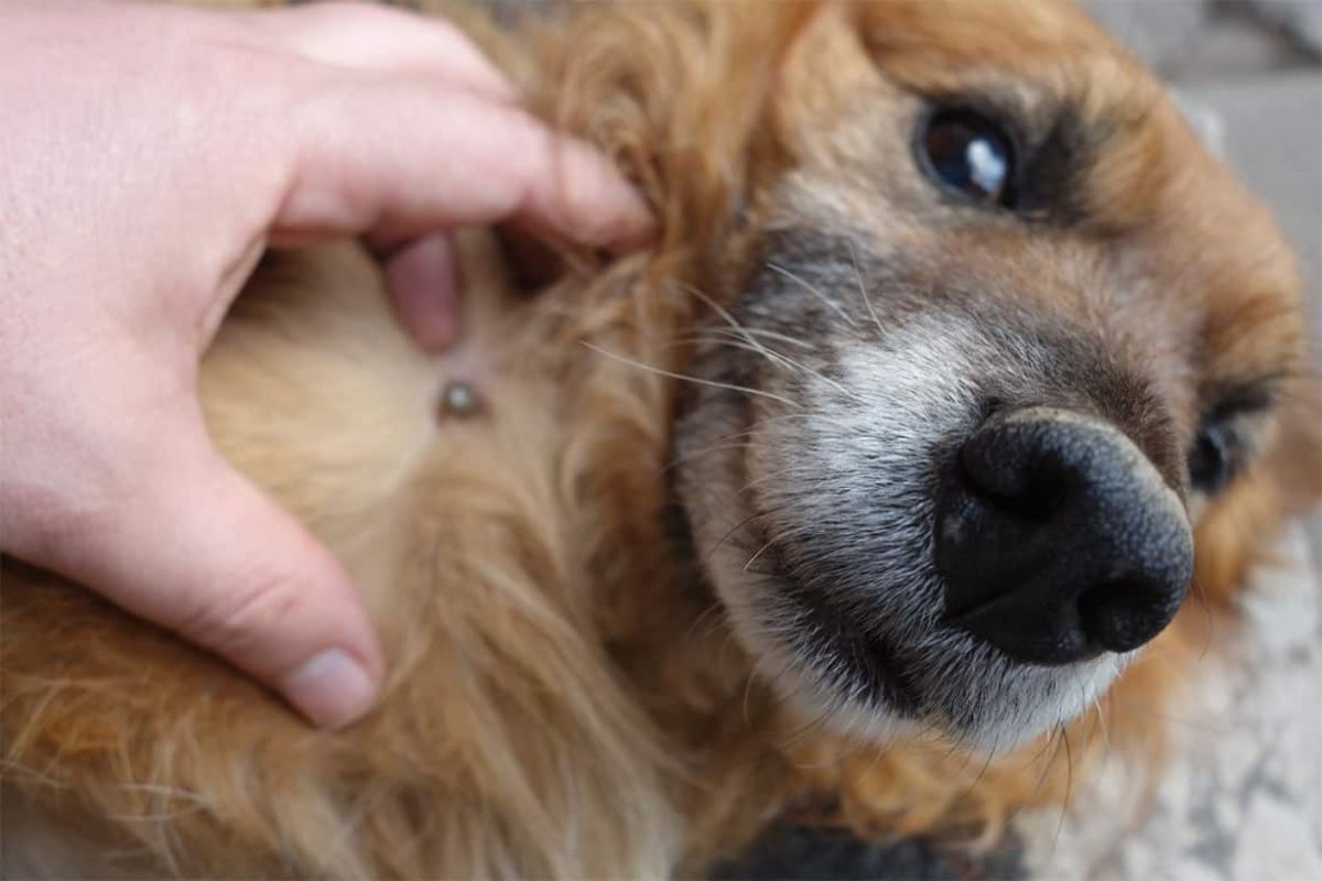 doença do carrapato em cachorro