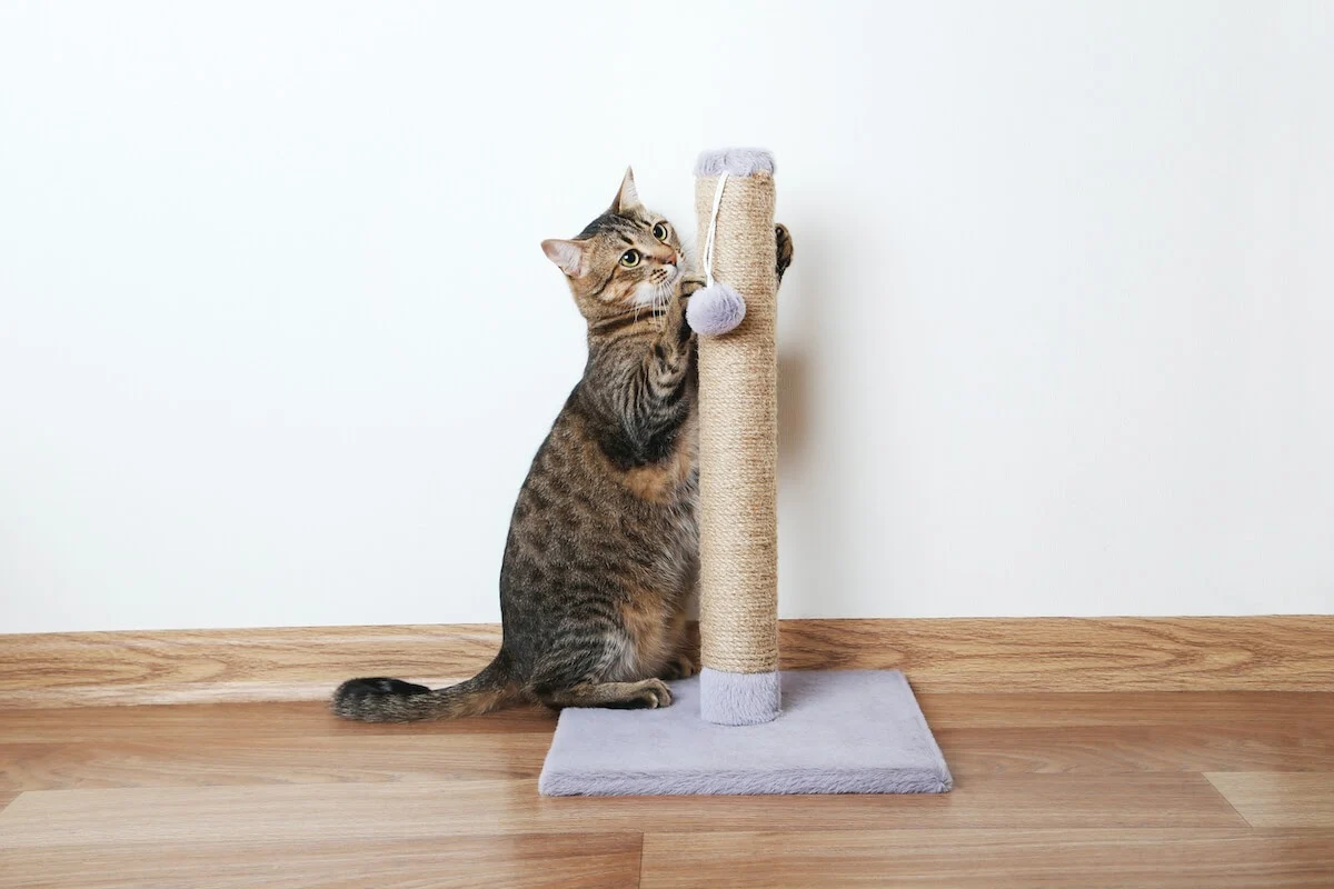 Por que arranhadores para gatos são indispensáveis?