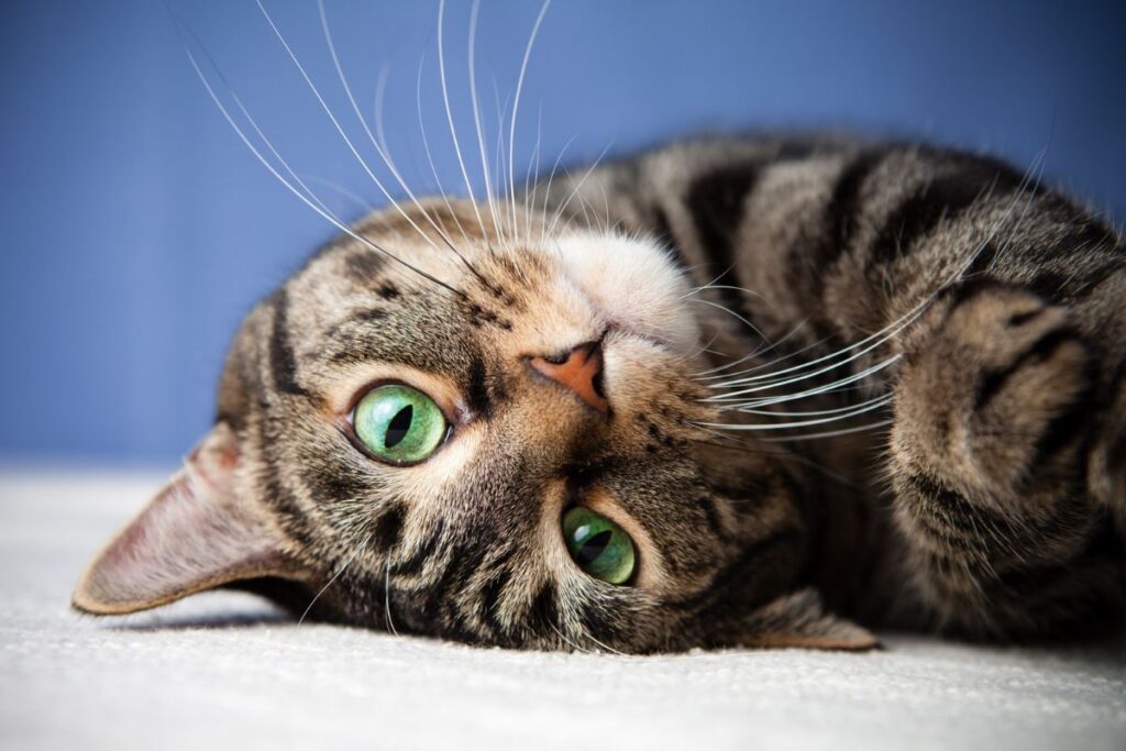 Quanto tempo vive um gato