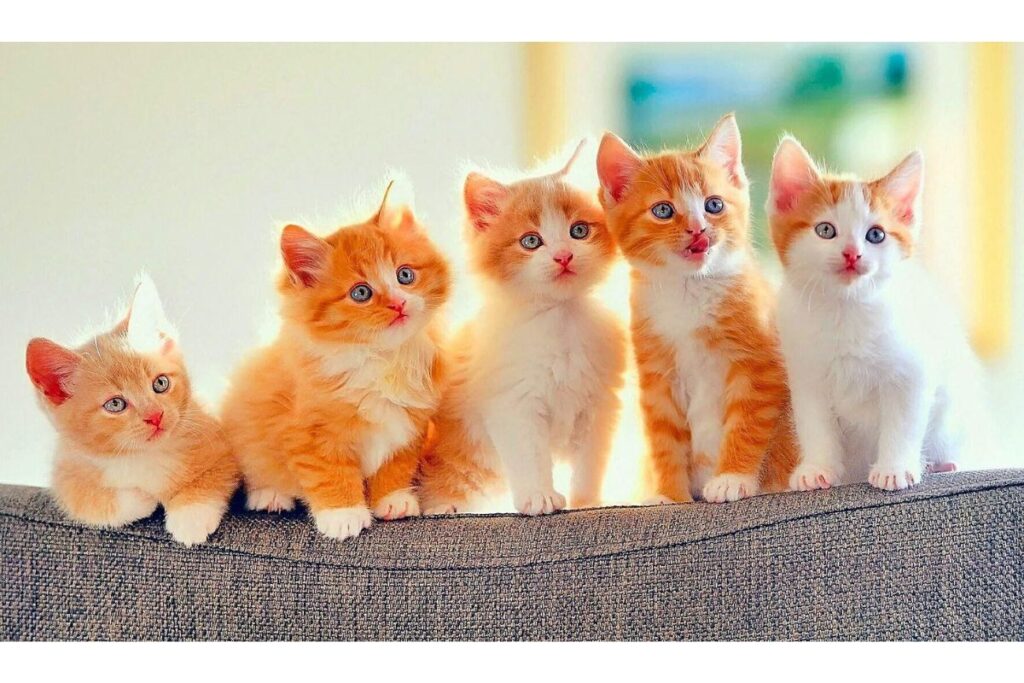 Quanto tempo vive um gato