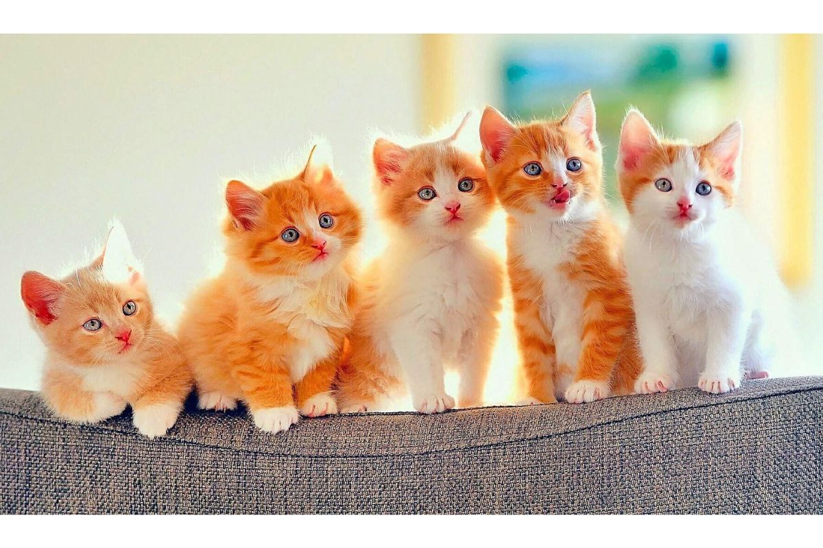 Quanto tempo vive um gato