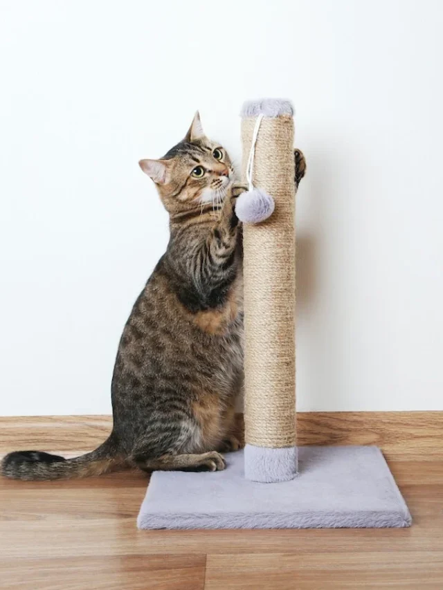 Por Que Arranhadores para Gatos São Indispensáveis?