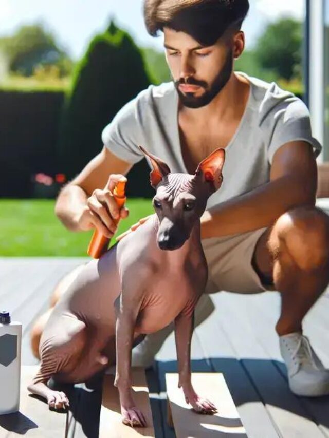 Guia Completo: Como Cuidar de um Cachorro Sem Pelo
