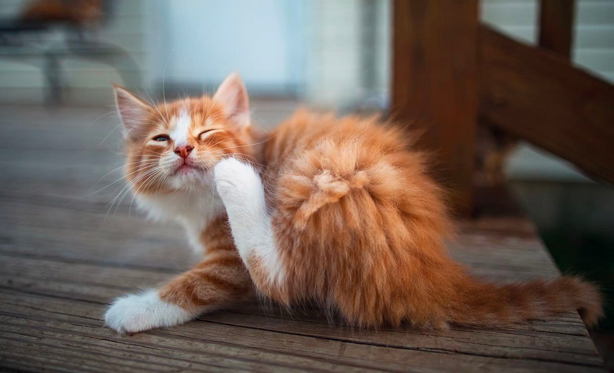 sarna em gato