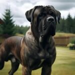 Fila Brasileiro: conheça o gigante protetor brasileiro.